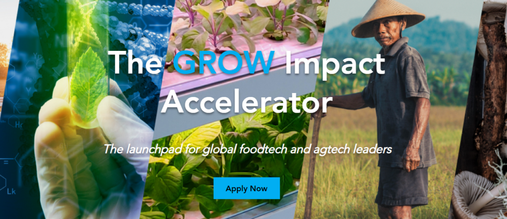Grow impact accelerator 2021